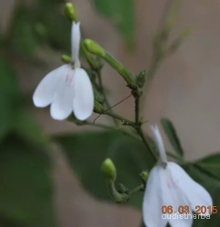 Rhinacanthus nasutus flower7.jpg